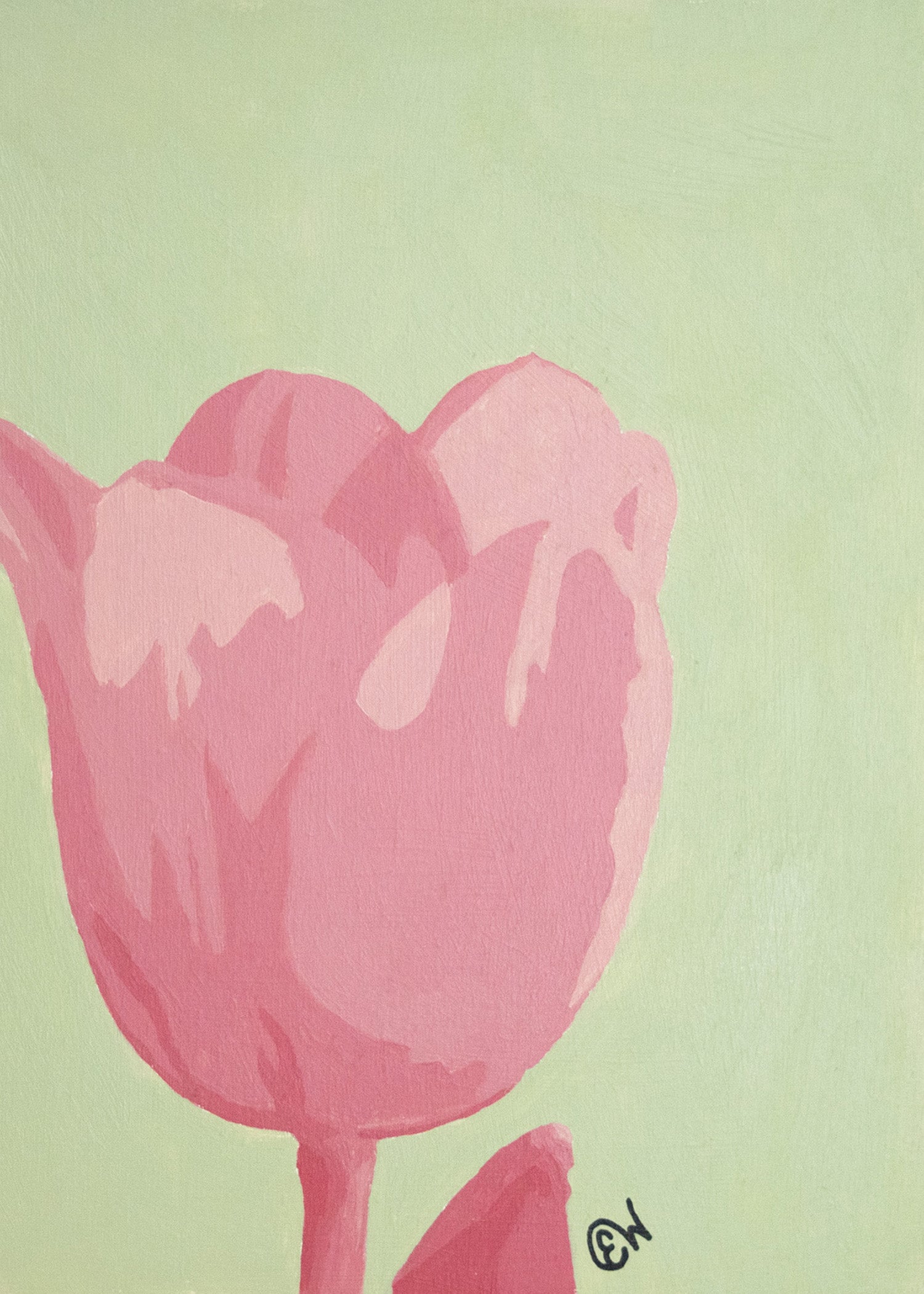 Radiant Tulip