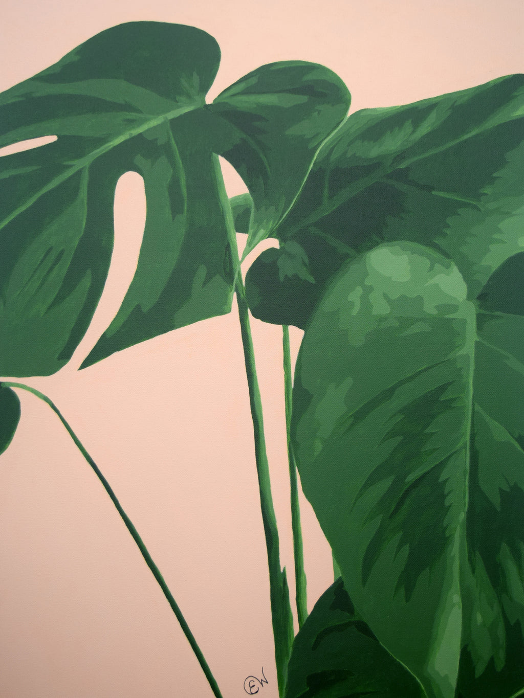 Monstera Melody