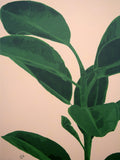 Rubber Plant Rhapsody